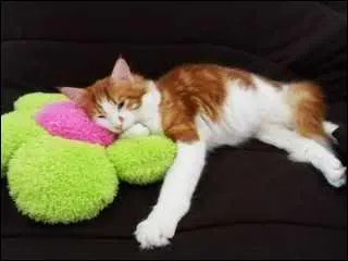 Certains chats pratiquent l'allo-toilettage, ce terme dsigne l'action de