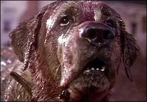 L'histoire d'un Saint-Bernard qui vit heureux, lorsqu'un jour il se fait mordre par des chauve-souris :