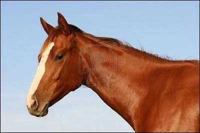 Comment dit-on 'cheval' en anglais ?