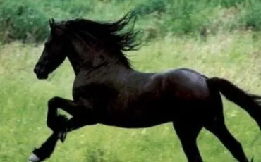 Quiz Galop 1