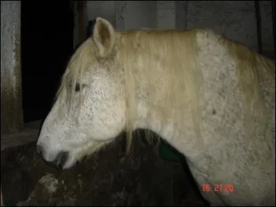 Quelle est la robe de ce cheval ?