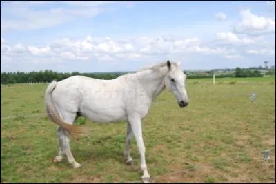 Combien de genoux ont les chevaux ?