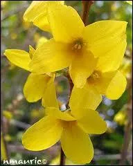 Quelle est cette fleur ?