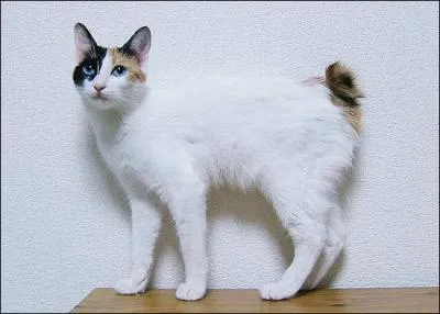 Ce chat porte le nom d'un chien, quelle est sa race ?