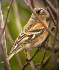 Lorsque le pinson du Nord chante on dit qu'il :