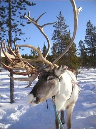 Les bois des 40 000 rennes lapons servent  fabriquer des objets car... ?
