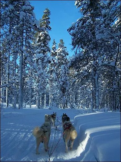 En Finlande, les forts recouvrent... ?