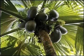 Le cocotier est parfois appel :