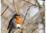 Quiz Les oiseaux de nos jardins