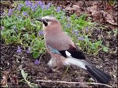 Emettant des cris rauques et perants, on dit que cet oiseau cajole ... .