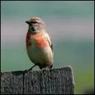 Sa couleur mimtique lui permet d'tre souvent au sol  la recherche de nourriture ... .