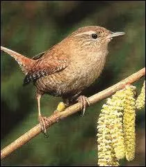 Minuscule, ptulant et furtf , il frquente surtout les jardins en bords de rivire ... .