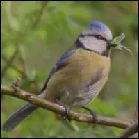 Une autre amie du jardinier qui peut parfois causer des dgats aux bourgeons et aux fruits murs ... .