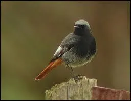 Il est appel dans certaines rgions le Rossignol des murailles ... .