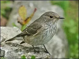 Se nourrissant d'insectes volants, il adore les vergers ... .