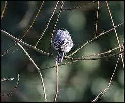 Elle adore les points d'eau , mais ne ddaigne pas l'hiver frquenter les lieux de nourrissage ... .