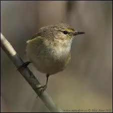 Un autre visiteur de nos jardins, remuant et peu farouche ... .