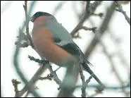 Calme et timide, il se nourrit de bourgeons au printemps... .