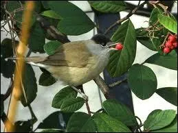 Lorsqu'elle met son chant, on dit qu'elle zinzinule... .