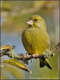 Son bec fort et conique lui permet de dcortiquer de grosses graines ... .