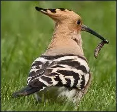 Egalement prdateur prcieux possdant une huppe rectile ... .