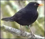 Il sert de vigile en alertant les autres oiseaux de son cri strident ... .