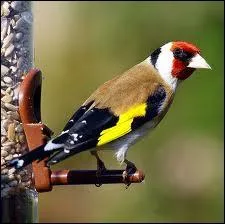 Cet oiseau est essentiellement granivore et affectionne particulirement les graines du chardon ... .