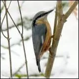 Elle aussi affectionne les graines de tournesol ... .