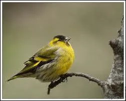 Cet oiseau trs discret , frquente l'hiver l'abord des habitations ... .
