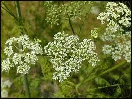 Quelle est cette plante qui tait jadis utilise pour liminer rapidement les condamns  mort ?