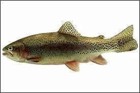 Quel est ce poisson ?