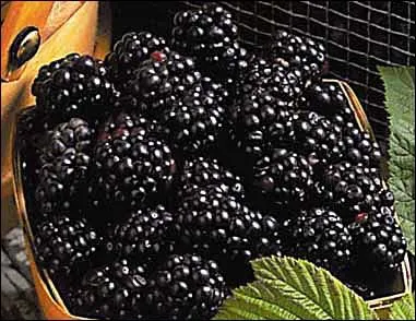 Quels sont ces fruits ?