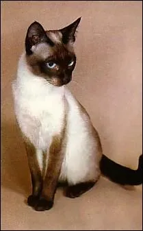 Quelle est la race de ce chat ?