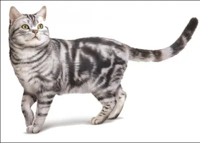 Quelle est la race de ce chat ?