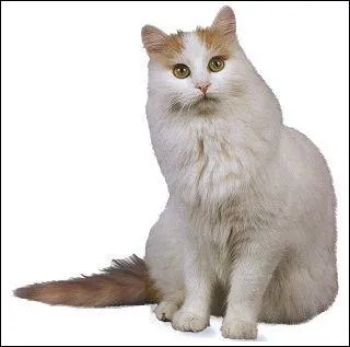 Quelle est la race de ce chat ?