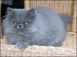 Quelle est la race de ce chat ?