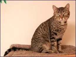 Quelle est la race de ce chat ?