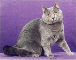 Quelle est la race de ce chat ?