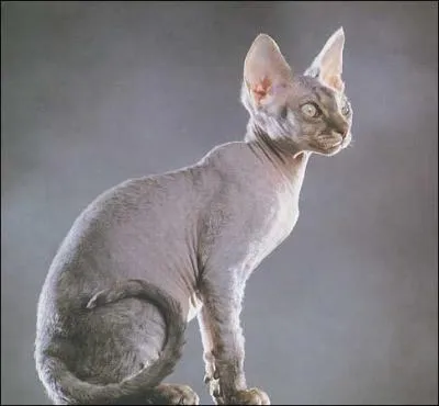 Quelle est la race de ce chat ?