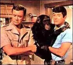 Dans le clbre feuilleton ' Daktari ', quel tait le nom du chimpanz ?