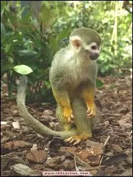 Dans quel dpartement franais peut-on visiter la Montagne des singes ?