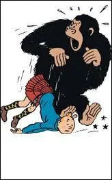 Dans quel album Tintin fait-il la rencontre du gorille Ranko ?