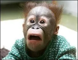 A la fin de ce quiz, vous pensez que Philoute... .