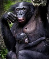 Dans quel pays d'Afrique vivent les Bonobos, espce de singe dcouverte en 1929 ?