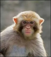 De quelle espce tait Albert , le premier singe envoy dans l'espace par les amricains en 1948 ?