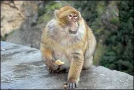 O se situe les gorges de La Chiffa surnomm le Ruisseau des singes en raison de la prsence de nombreux singes magot ?