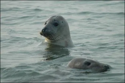 Vous pouvez-y admirer d'innombrables oiseaux aquatiques et des phoques, je suis le plus grand estuaire du nord de la France, qui suis-je ?