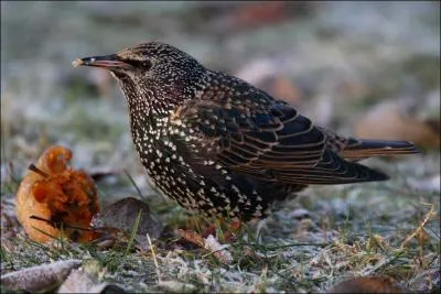 Le 'sansonnet' est un :