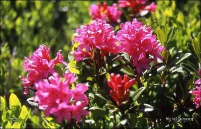 Quelles sont ces fleurs ?