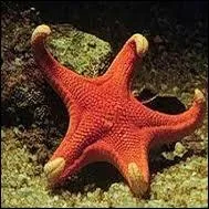 Combien peut mesurer la plus grande des toiles de mer appele Midgardia ?